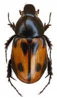 Cyclocephala gabaldoni Martinez, 1980 