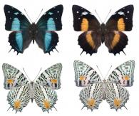Baeotus aeilus (Stoll, 1780)  ♂ & ♀