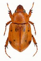 Mimeoma maculata (Arrow, 1902)