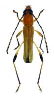 Laedorcari pubipennis ? (Fischer, 1952)