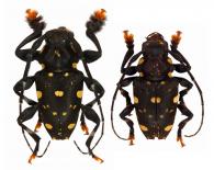Acanthoderes daviesii  (Swederus, 1787)  ♂ & ♀