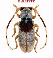 Inermestoloides sugrimi Audureau & Morvan, 2025 PARATYPE