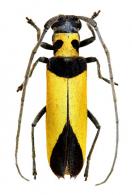 Melzerella costalimai  Seabra, 1961