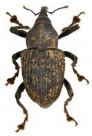 Cratosomus scabricollis Gyllenhal, 1837