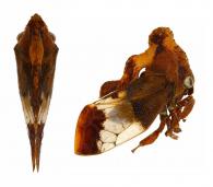 Lycoderides sp9