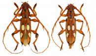 Paranyssicus conspicillatus  (Erichson, 1847)  ♂ & ♀