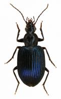 Platynini Gen sp8