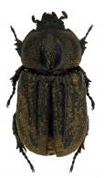 Amblyoproctus rugosus (Erichson, 1847)