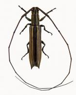 Hippopsis meinerti  Aurivillus, 1900