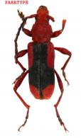 Eriphus rufomaculatus  Touroult, Dalens & Tavakilian, 2012  PARATYPE