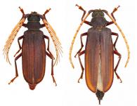 Hyleoza confusa Tavakilian & Galileo, 1991 ♂ & ♀