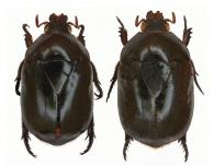 Lagochile sparsa guyanensis  Soula, 2005  ♂ & ♀