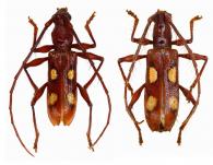 Tapuruia beebei  (Fischer, 1844) ♂ & ♀