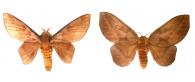 Ptiloscola photophila (Rothschild, 1907) ♂ & ♀