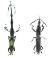 Brentus anchorago  Linell ♂ & ♀