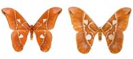 Rothschildia hesperus hesperus (Linné, 1758) ♂ & ♀