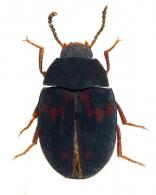 Platydema tibiale  Chevrolat, 1878