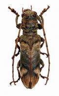 Rhaphiptera scrutatrix  Thomson, 1868