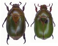 Dorysthetus virens virens  (Drury,1773)  ♂ & ♀