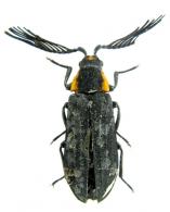 Callirhipis sp3