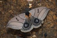 Automeris curvilinea