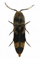Dromaeolus batesii   Bonvouloir, 1871