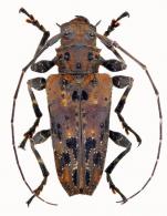 Oreodera mageia  Martins & Galileo & Tavakilian, 2008