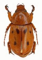 Mimeoma signatoides  (Höhne, 1923 )