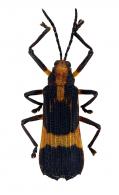 Sceloenopla cayennensis Pic, 1929