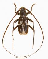 Lepturges (Chaeturges) repandatus  Tavakilian & Monné, 1989