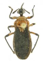 Pothea sp4