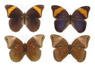 Catoblepia versitincta Stichel, 1901  ♂ & ♀