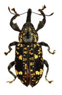 Hilipinus oculatoguttatus Rheinheimer, 2017