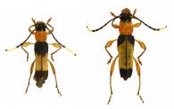 Stultutragus cerdai (Penaherrera-Leiva & Tavakilian, 2003) ♂ & ♀