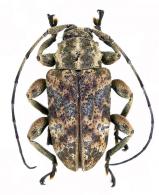 Xenofrea magdalenae Néouze & Tavakilian, 2005