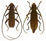 Pentomallus costipennis  (Buquet in Guérin-Méneville, 1844) ♂ & ♀