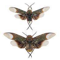 Scaralis picta (Germar, 1830)  ♂ & ♀