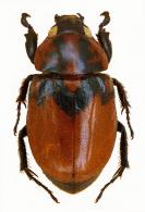 Cyclocephala rufovaria  Arrow, 1911