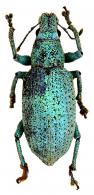 Phaops harmonicus (Germar, 1824)