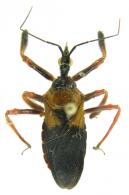 Apiomerus sp2