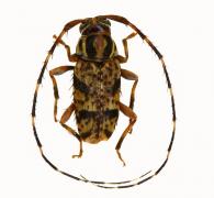Acanthocinini Gen sp G356