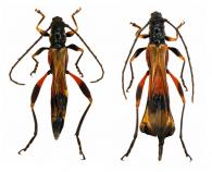 Isthmiade ichoneumoniformis Bates, 1870 ♂ & ♀