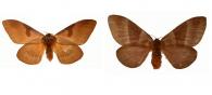 Dirphia fraterna seraphini Bouvier, 1929 ♂ & ♀