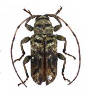 Xenofrea arcifera  Neouze & Tavakilian, 2005 