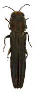 Agrilus (Uragrilus) novellus Curletti & Brulé, 2011