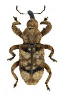 Curculionidae Gen sp110
