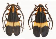Deltosoma lacordairei  Thomson, 1864  ♂ & ♀