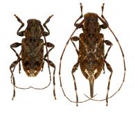 Oedopeza ocellator  (Fabricius, 1801) ♂ & ♀