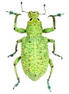 Rhigus speciosus (Linné, 1758)