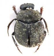 Canthon sp4